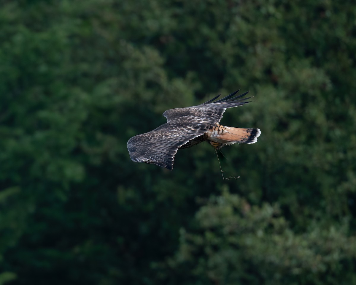 Red-tailed x Rough-legged Hawk (hybrid) - ML612951312