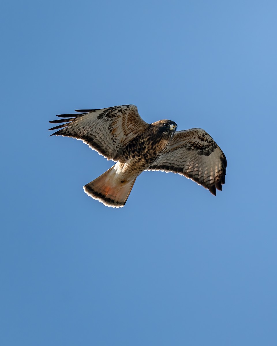 Red-tailed x Rough-legged Hawk (hybrid) - ML612951333