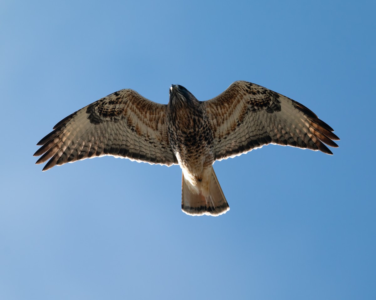 Red-tailed x Rough-legged Hawk (hybrid) - John Davis