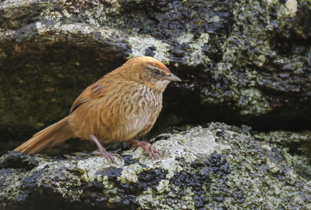 New Zealand Fernbird (Snares) - ML612951385