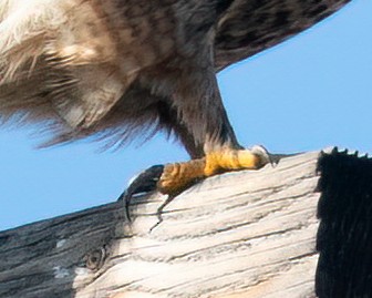 Red-tailed x Rough-legged Hawk (hybrid) - John Davis
