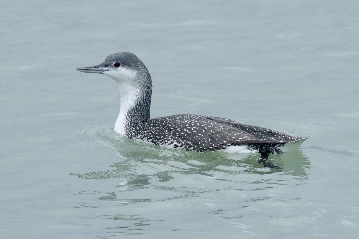 Red-throated Loon - ML612951749