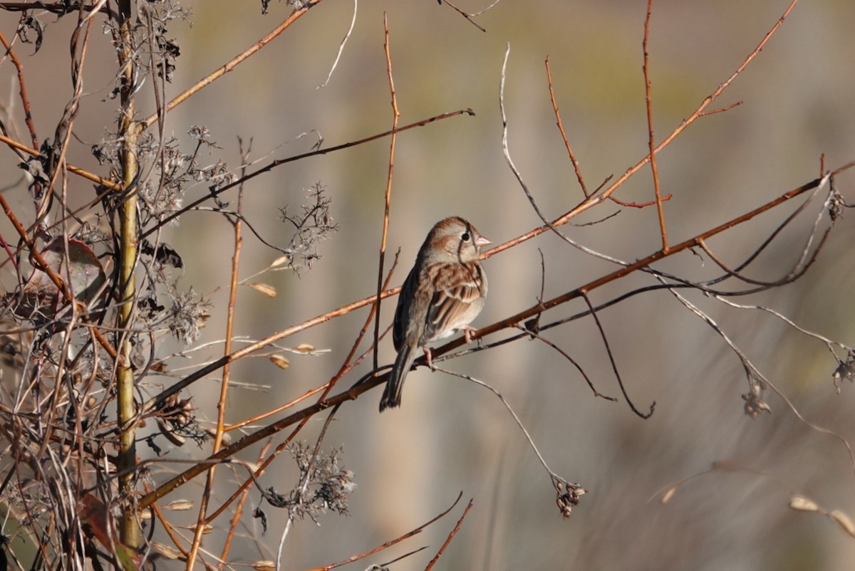 Field Sparrow - ML612951806