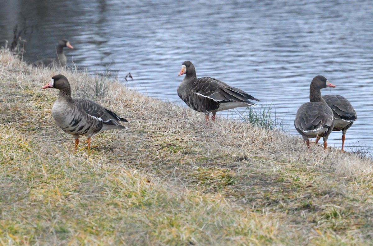 eBird Checklist - 1 Jan 2024 - Hebron Fish Hatchery and Wetlands - 33 ...