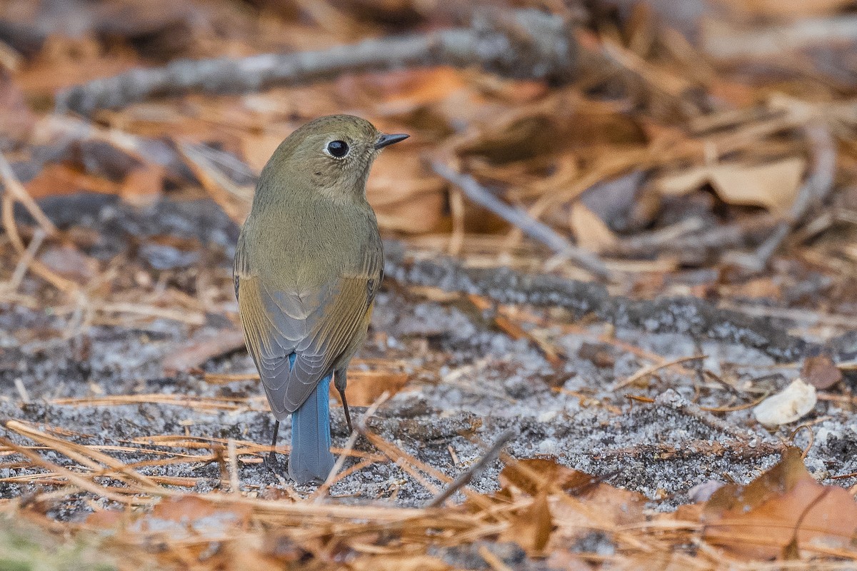 Red-flanked Bluetail (Red-flanked) - ML612952500