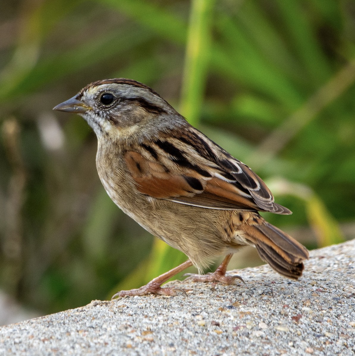 Swamp Sparrow - ML612952542