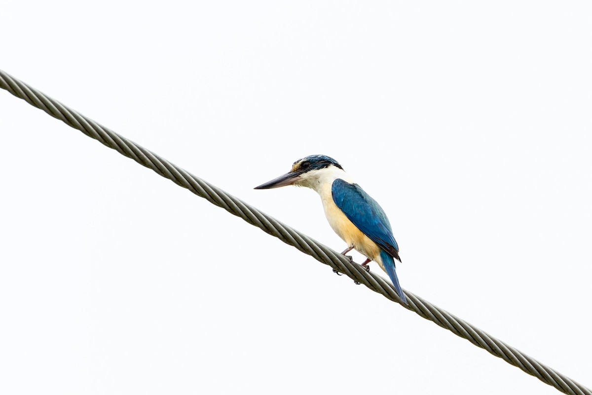 Sacred Kingfisher - Steve Popple