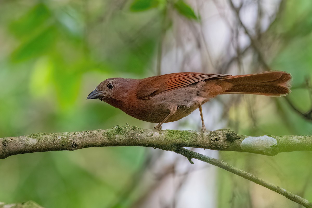 Red-crowned Ant-Tanager (Red) - ML612952895