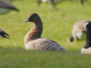 Pink-footed Goose, ML612953099