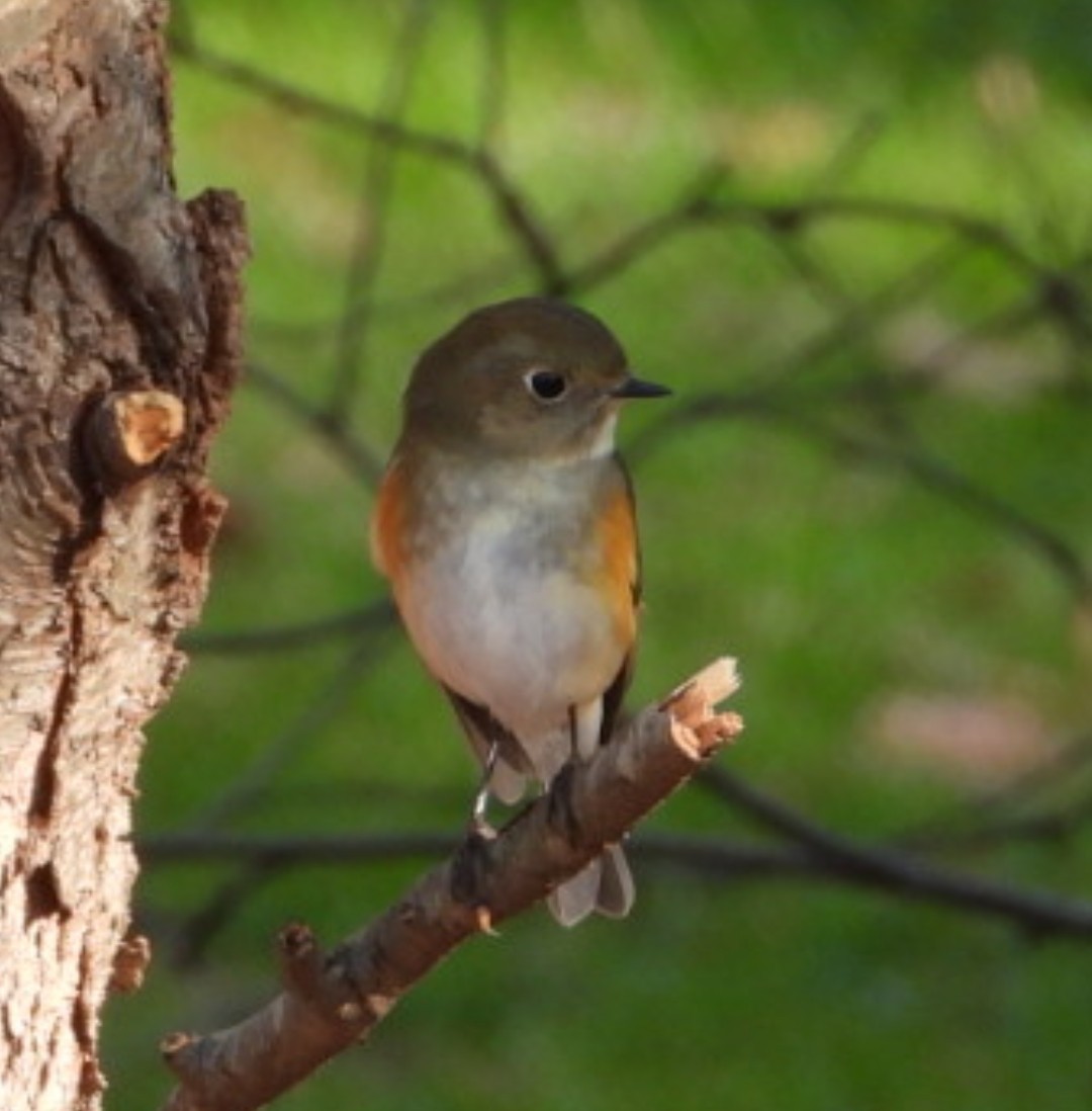 Red-flanked Bluetail - ML612953234