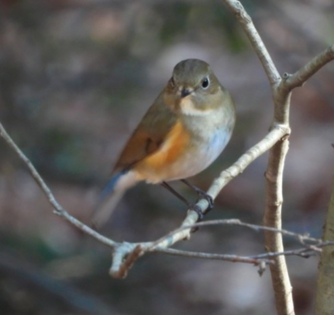 Red-flanked Bluetail - ML612953236