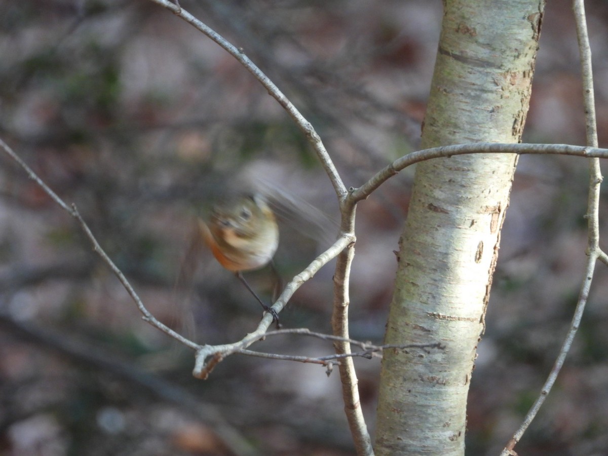 Red-flanked Bluetail - ML612953237