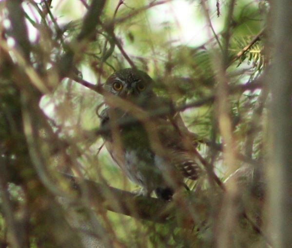 Ferruginous Pygmy-Owl - ML612953573