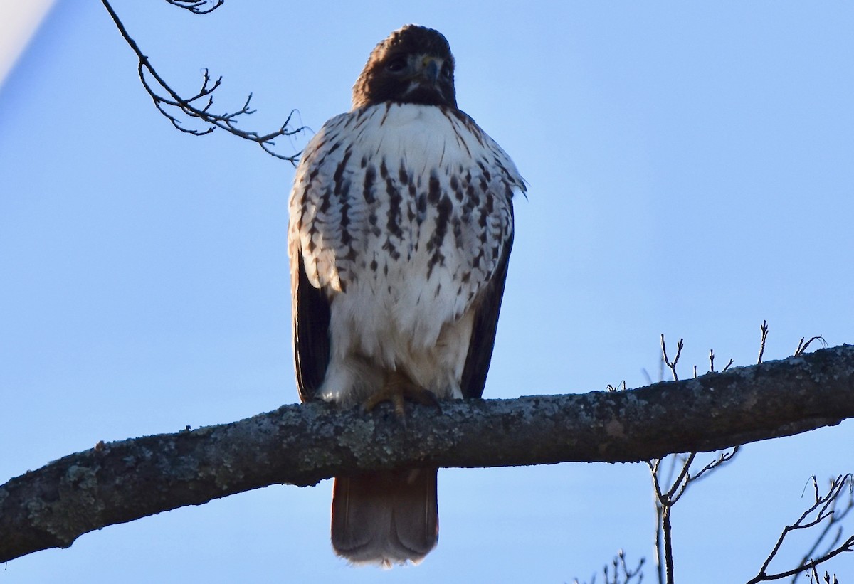 Red-tailed Hawk - ML612953577
