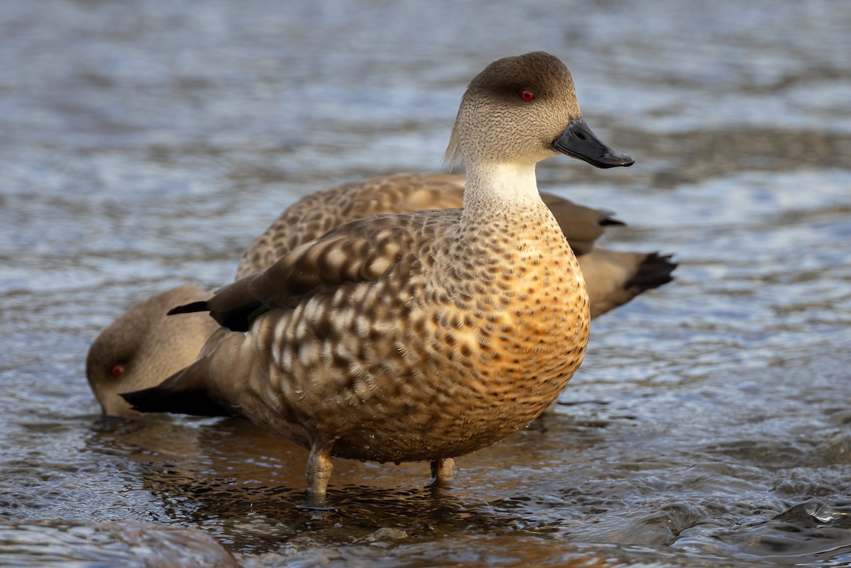 Crested Duck - ML612953620