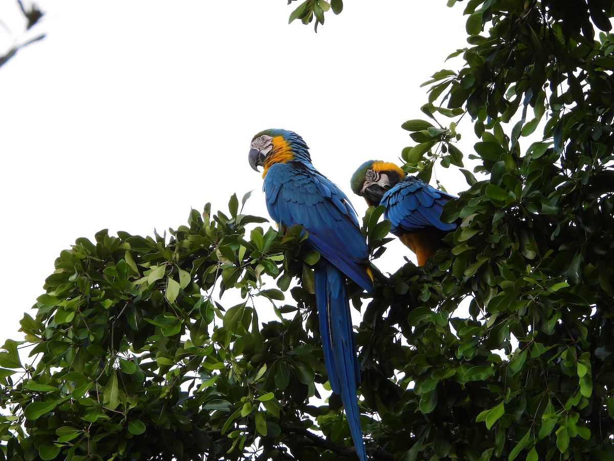 Blue-and-yellow Macaw - ML612953860