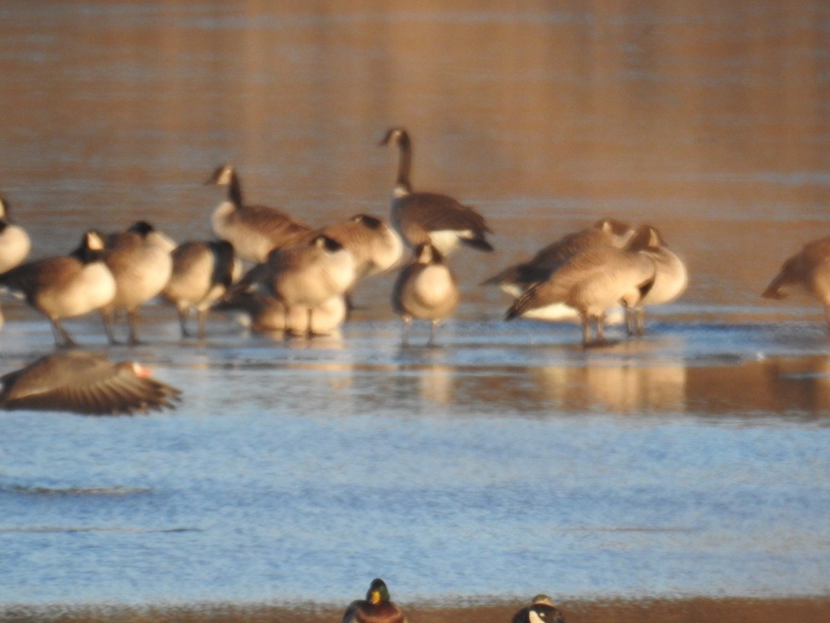 Greater White-fronted Goose - ML612953911