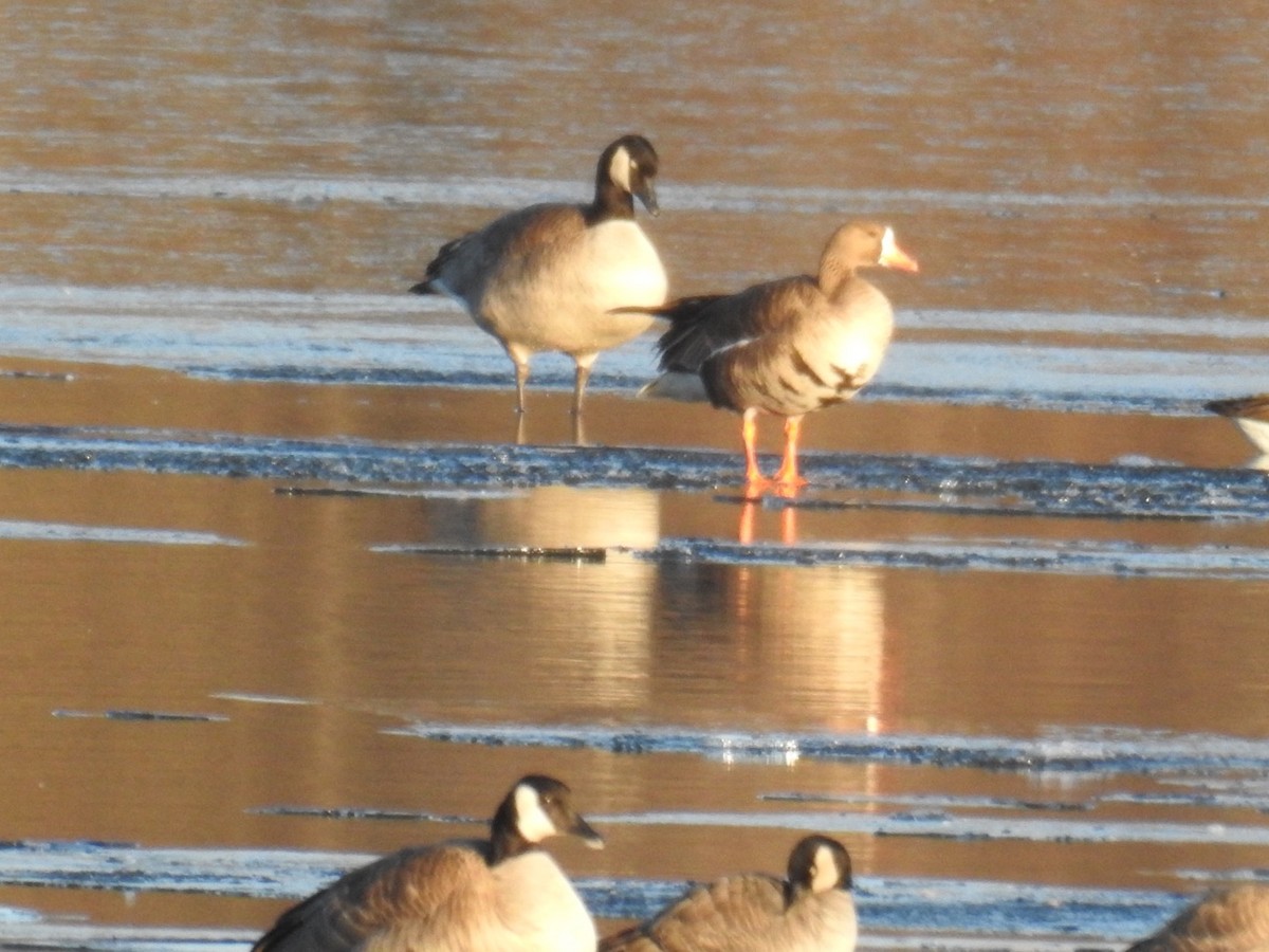 Greater White-fronted Goose - ML612953912