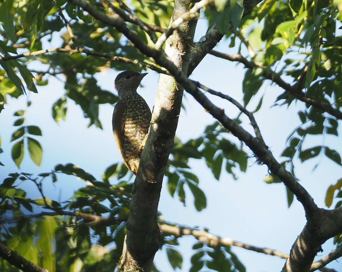 Buff-spotted Woodpecker - ML612954027
