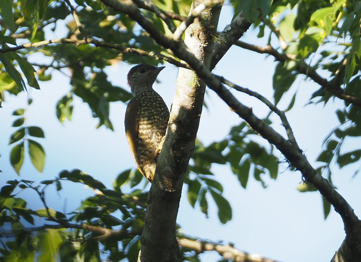 Buff-spotted Woodpecker - ML612954031