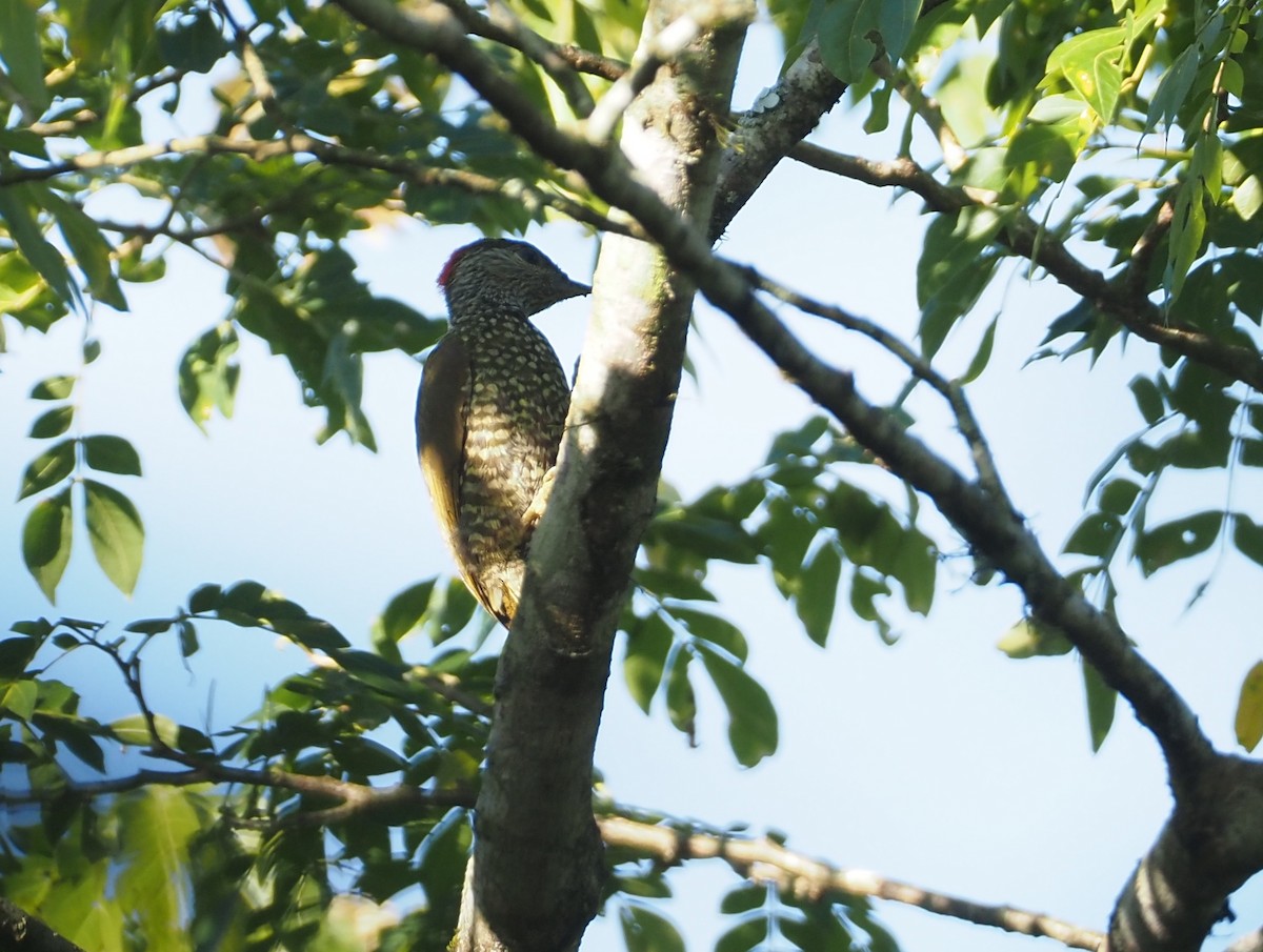 Buff-spotted Woodpecker - ML612954062