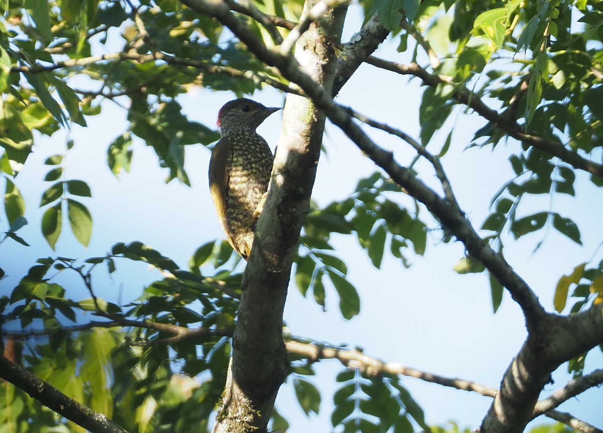 Buff-spotted Woodpecker - ML612954121