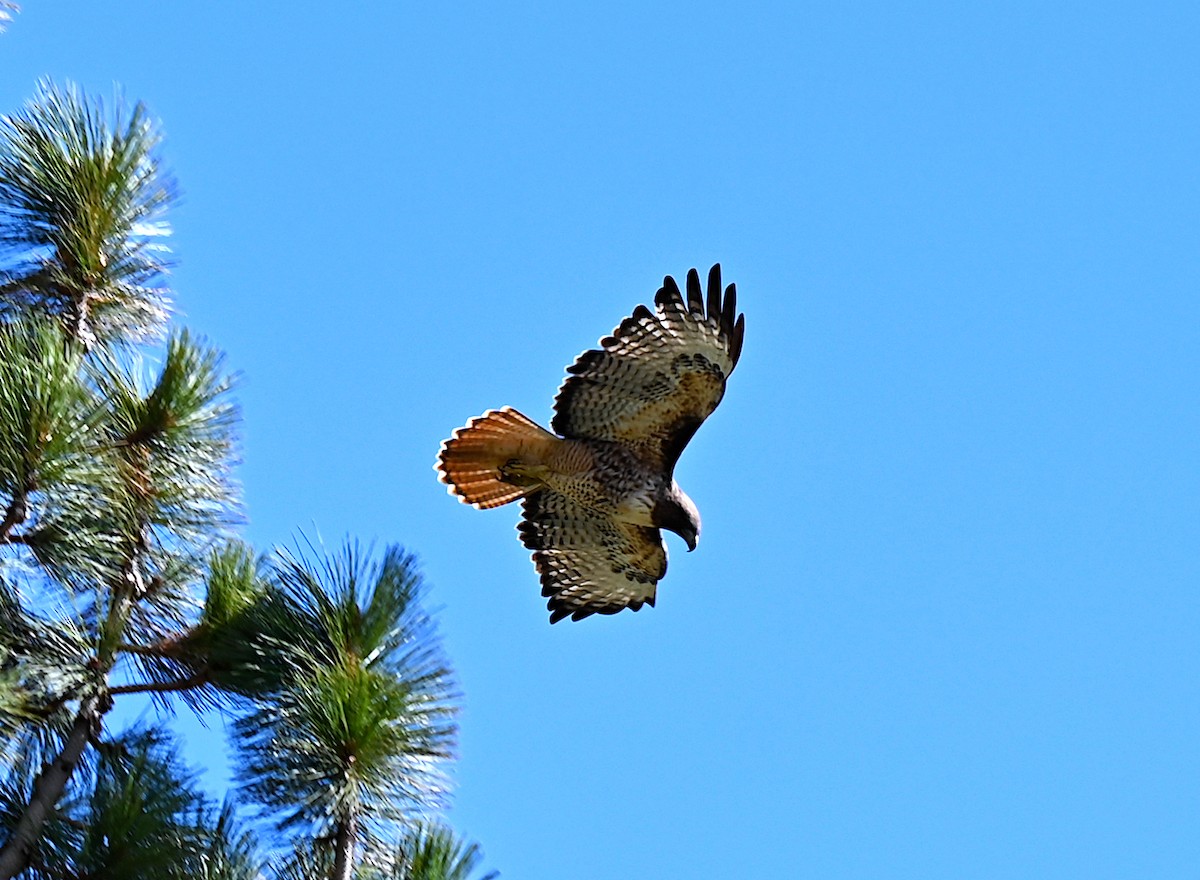 Red-tailed Hawk - ML612954220