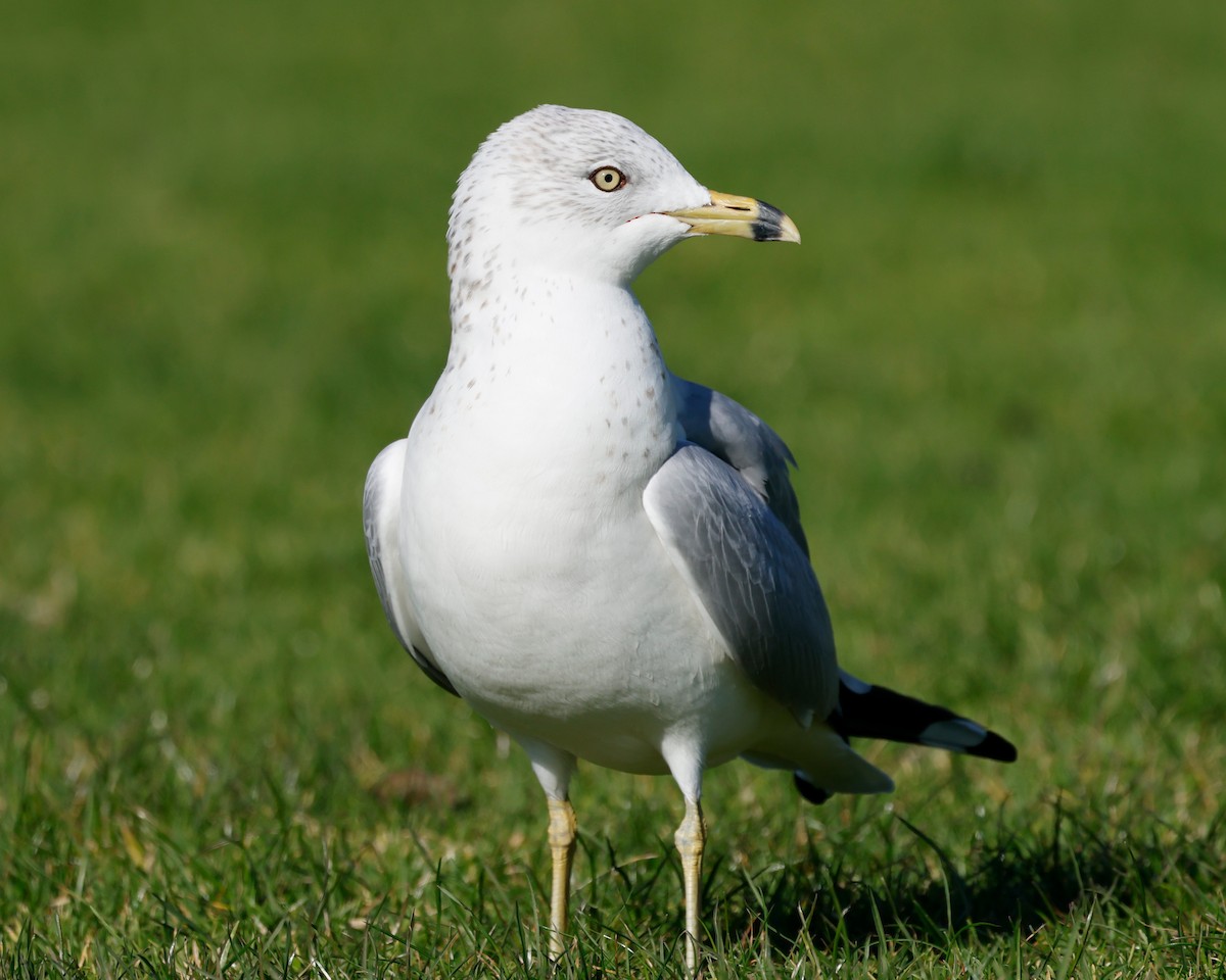Ring-billed Gull - Torgil Zethson