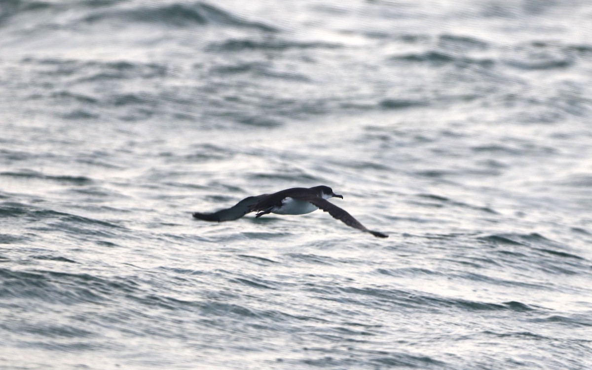 eBird Checklist - 1 Jan 2024 - Rudee Tours 1.1.24 - 17 species