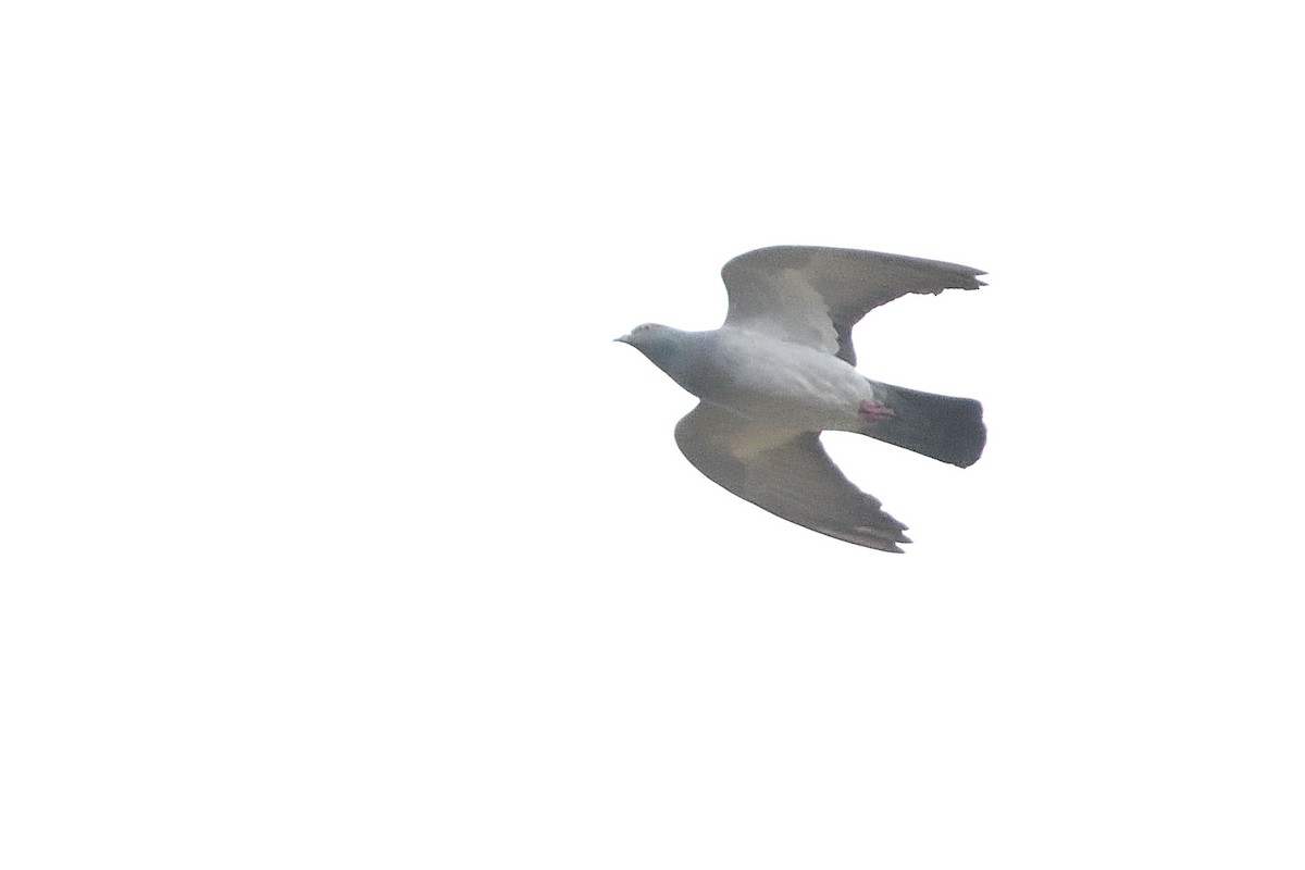 Rock Pigeon (Feral Pigeon) - ML612954774