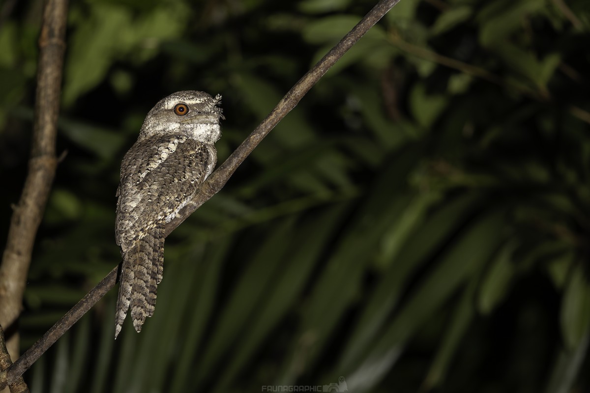 Marbled Frogmouth - ML612955104