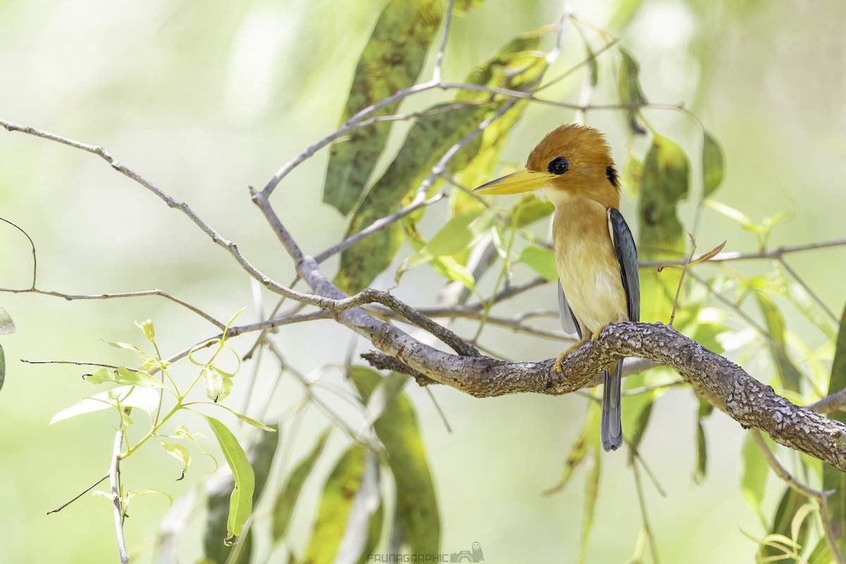 Yellow-billed Kingfisher - Matt Wright | Faunagraphic Wildlife Tours