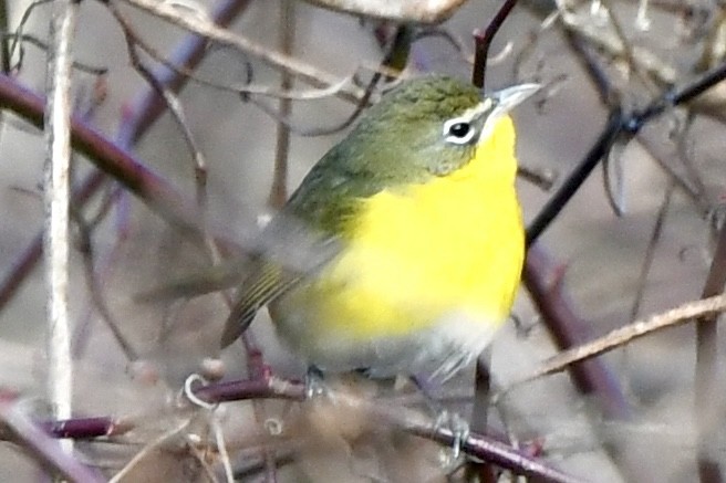 Yellow-breasted Chat (virens) - ML612955408