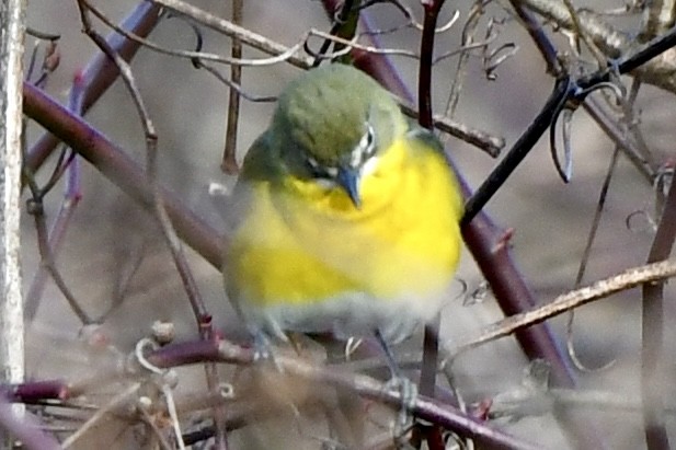 Yellow-breasted Chat (virens) - ML612955409
