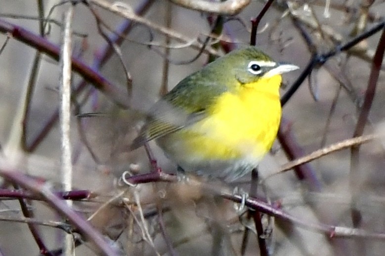 Yellow-breasted Chat (virens) - ML612955410