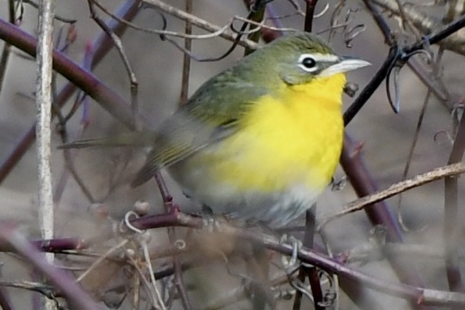 Yellow-breasted Chat (virens) - ML612955411