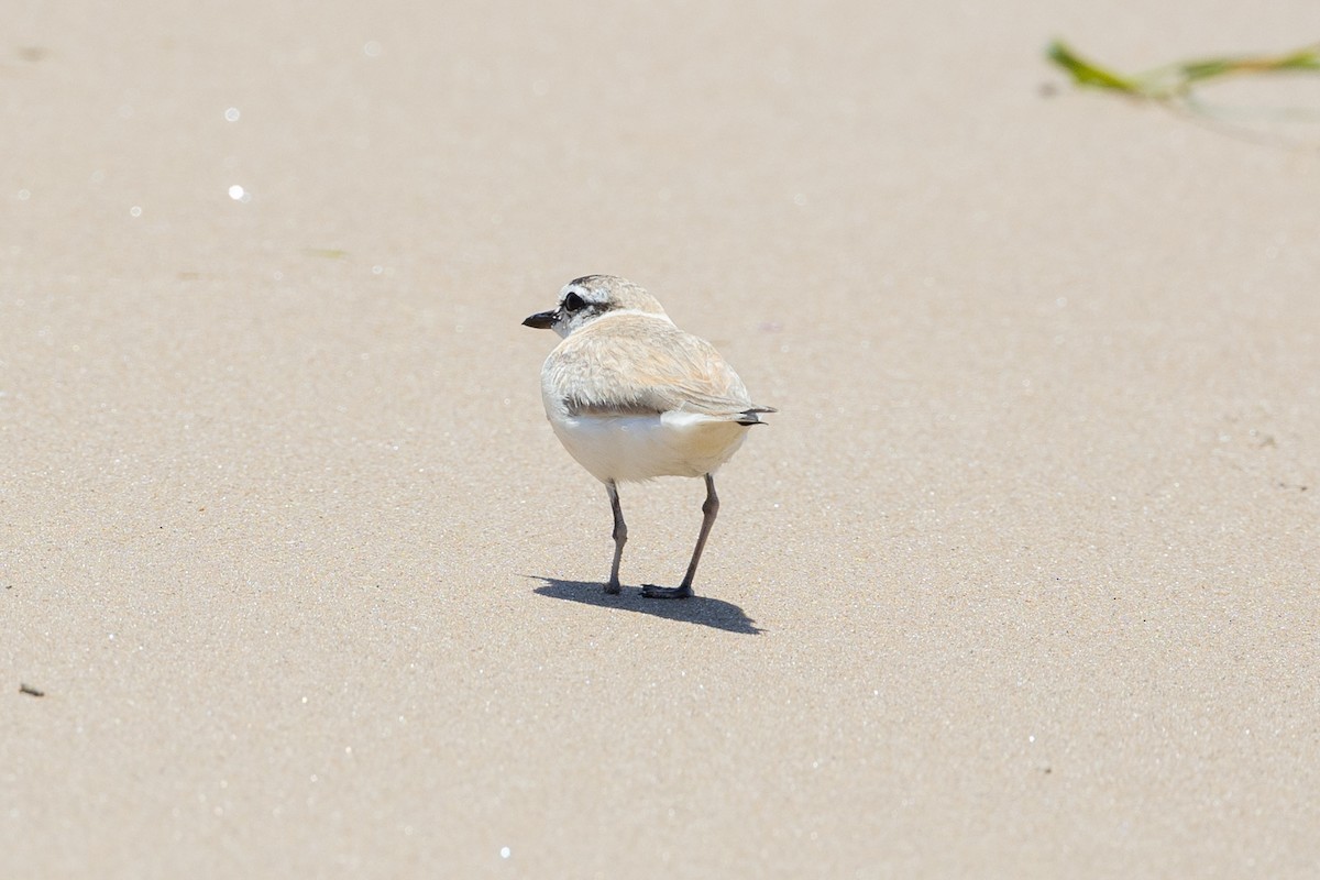 White-fronted Plover - ML612955592