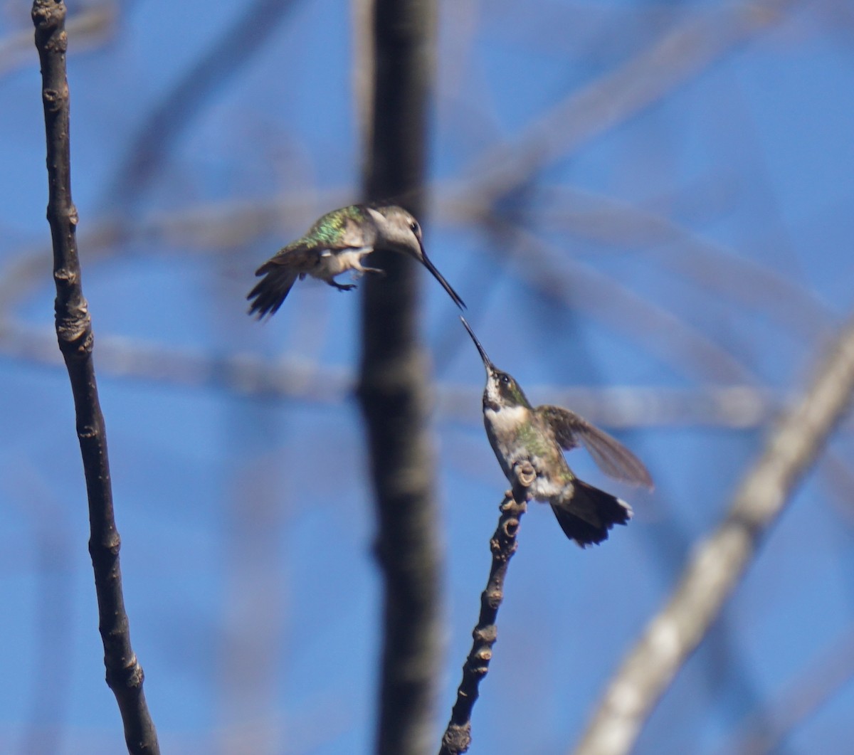 Ruby-throated Hummingbird - Loretta Silvia