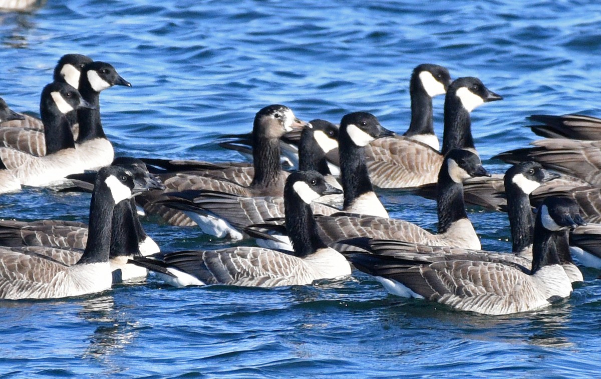 Greater White-fronted x Cackling Goose (hybrid) - ML612956278