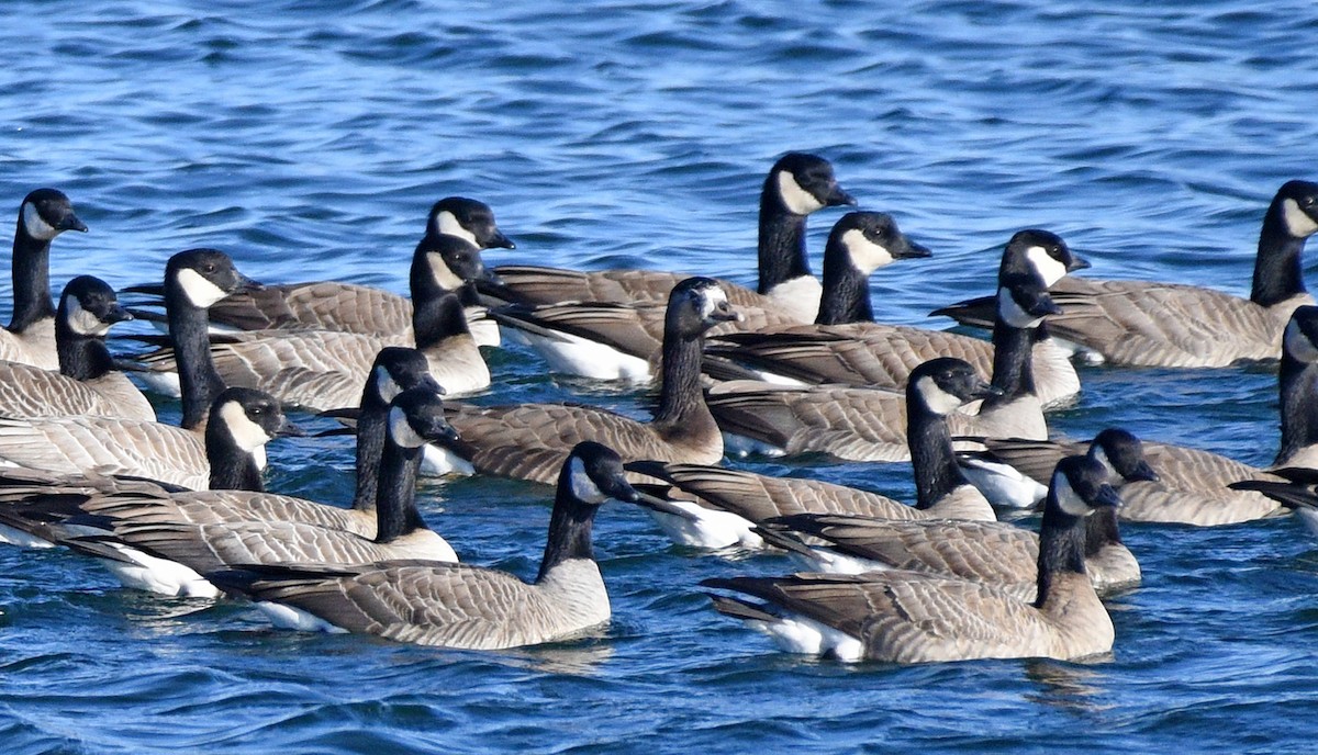 Greater White-fronted x Cackling Goose (hybrid) - ML612956279