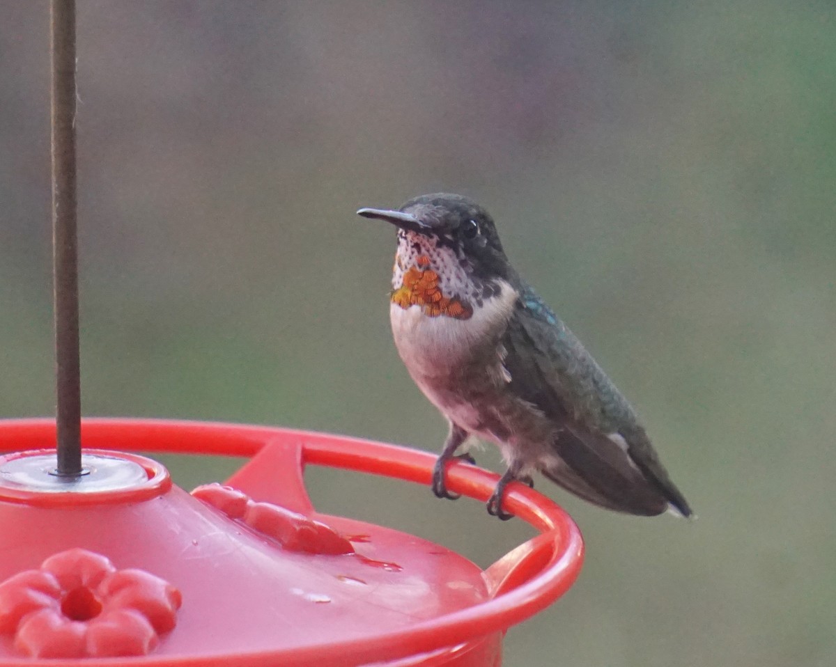 Ruby-throated Hummingbird - ML612956638