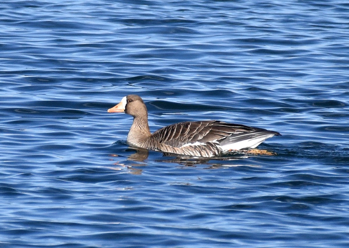 Greater White-fronted Goose - ML612956703