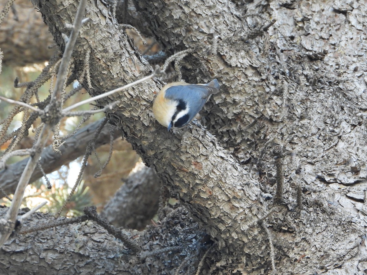 Red-breasted Nuthatch - ML612956914