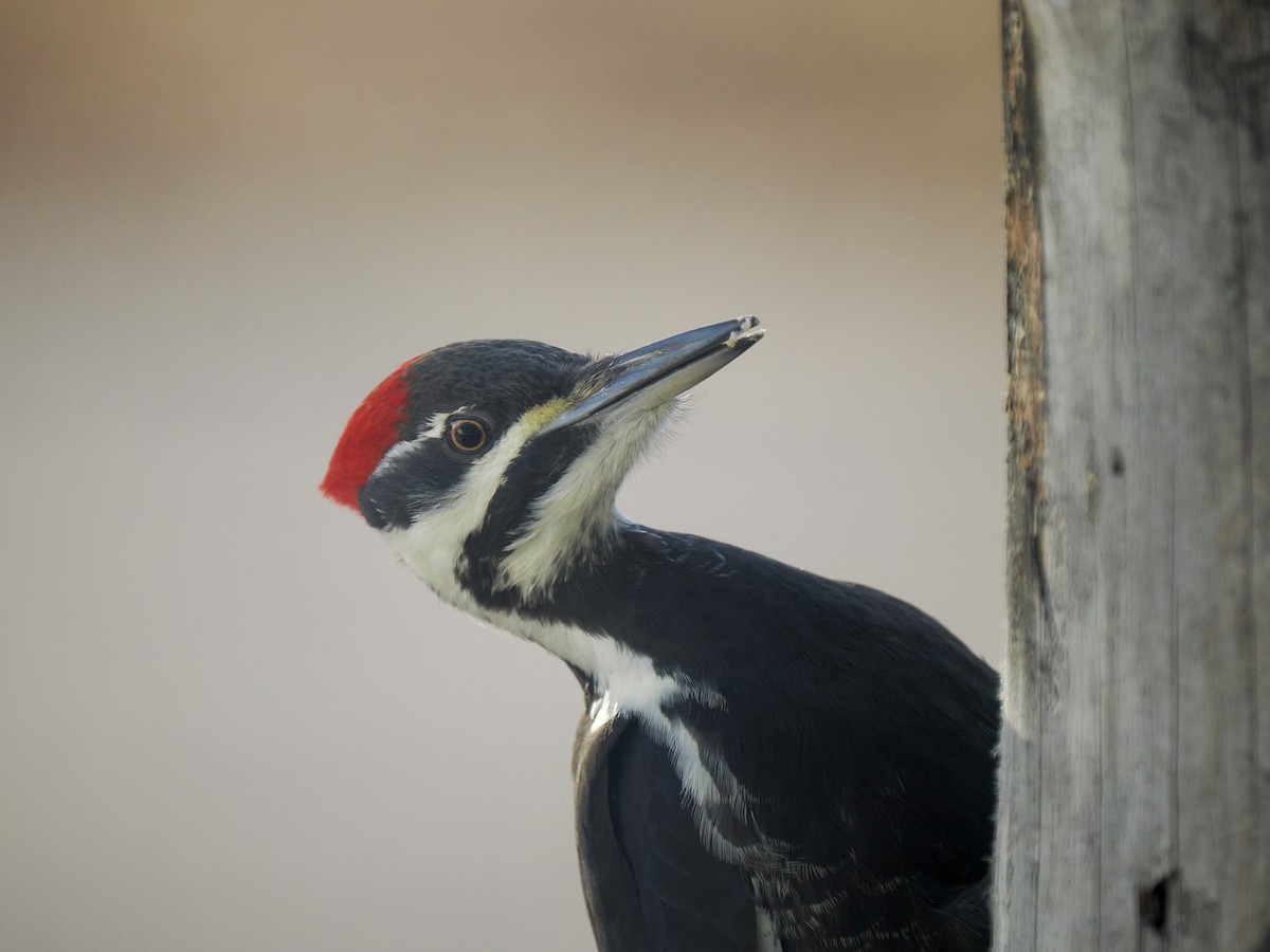 Pileated Woodpecker - ML612957433