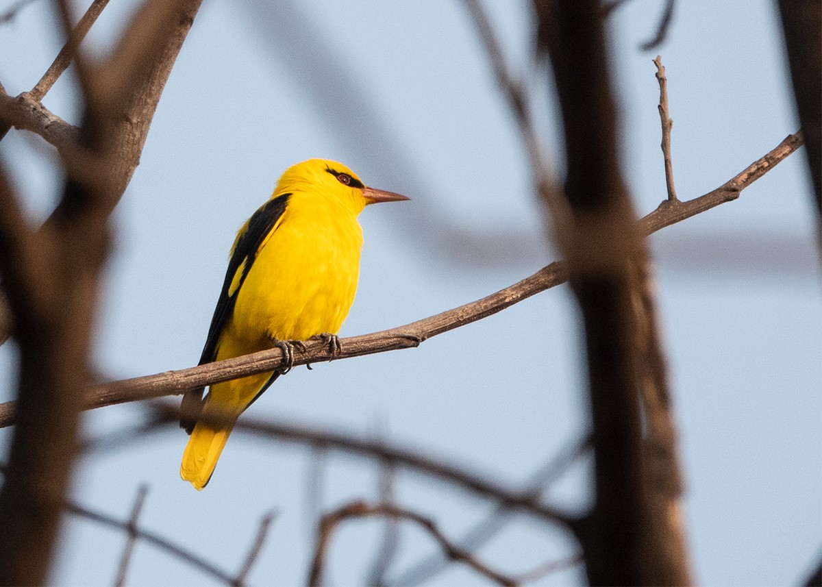 Indian Golden Oriole - ML612957754