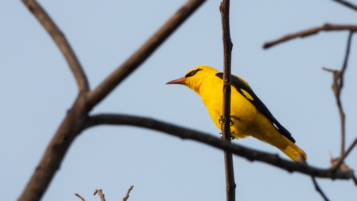 Indian Golden Oriole - ML612957755