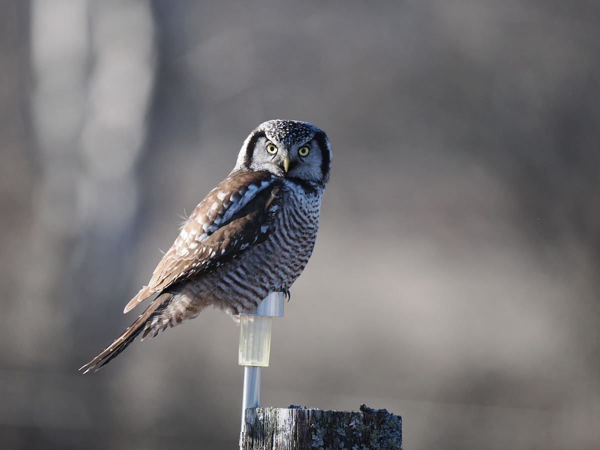 Northern Hawk Owl - ML612957868