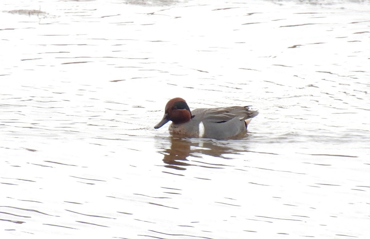 Green-winged Teal - ML612958491
