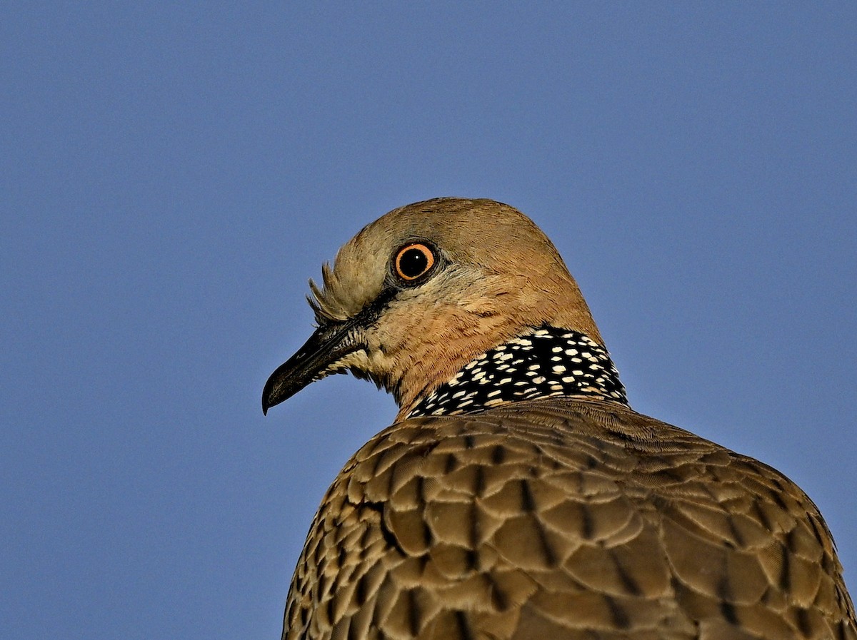 Spotted Dove - ML612958613