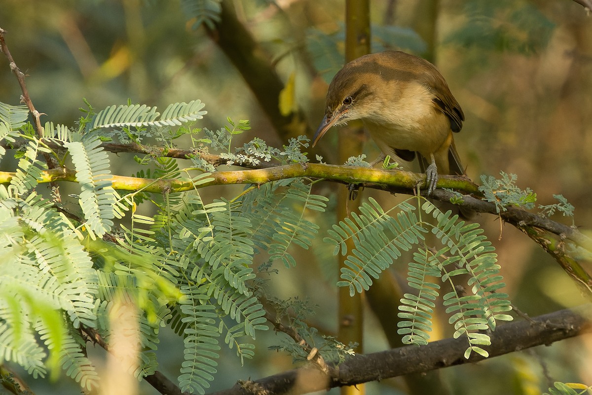 Clamorous Reed Warbler (Brown) - ML612958798